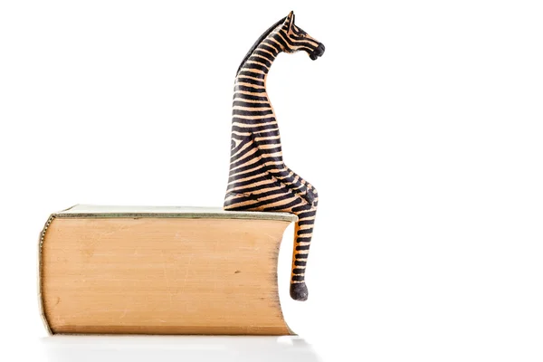 Zebra på bok — Stockfoto