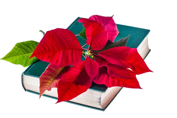 Vánoční hvězda na knihu — Stock fotografie