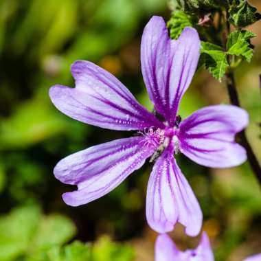Malva sylvestris