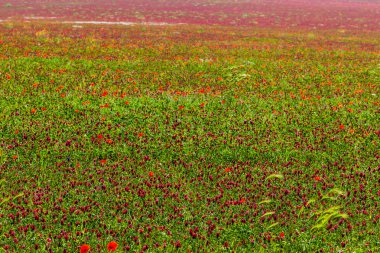 koyu kırmızı alan