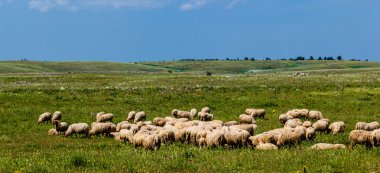 Flock otlatma