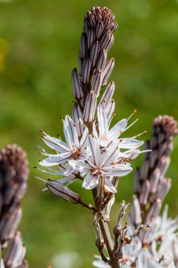 Asphodelus bloem