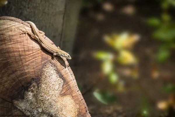 Eidechse — Stockfoto