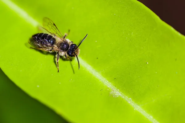 Листя різак Бджола — стокове фото