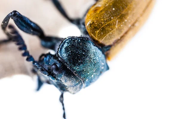 Escarabajo macro —  Fotos de Stock