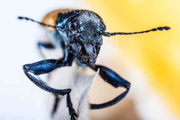 Beetle face — Stock Photo, Image