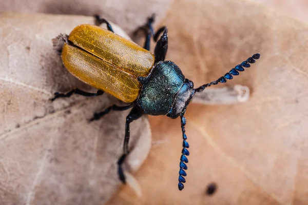 Sarı böceği — Stok fotoğraf