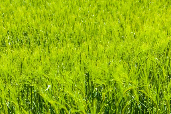 Groene gewas — Stockfoto