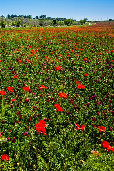 Campo de amapola — Foto de Stock