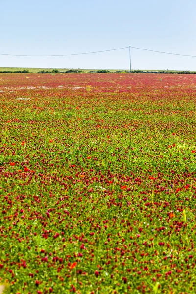 Roșu și verde — Fotografie, imagine de stoc