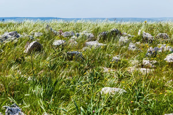 Pedras no verde — Fotografia de Stock