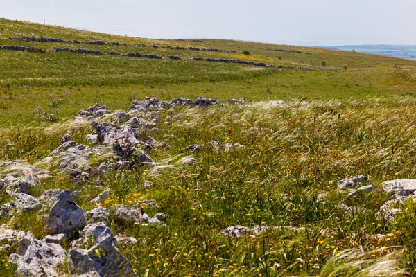 Italian pasture — Stock Photo, Image