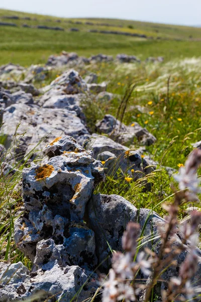 Pascolo roccioso — Foto Stock