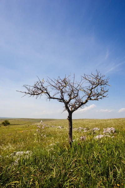 Blühender Baum — Stockfoto