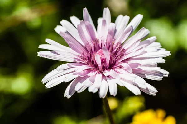 Flor rosa — Fotografia de Stock