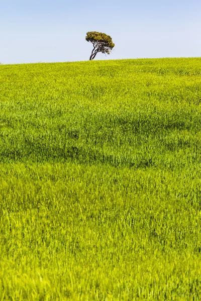 Solo un albero — Foto Stock