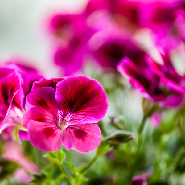 Pelargonium — Stock Photo, Image