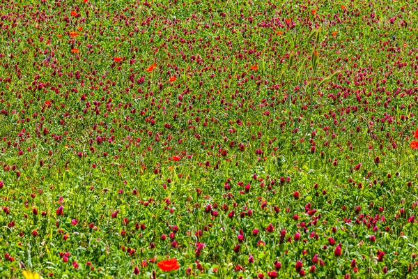 Kırmızı meadows — Stok fotoğraf