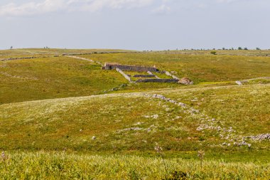 Transumance