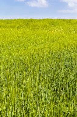 Yeşil tepe ve bulutlar