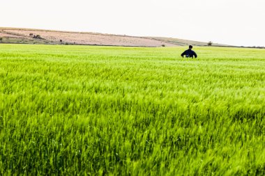 Lone in het gras