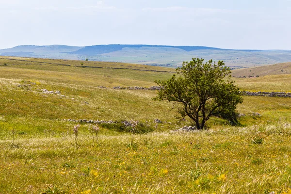 Baum — Stockfoto