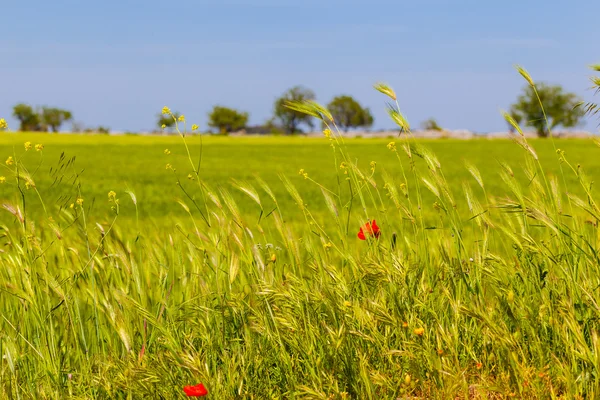 Vista verde — Foto Stock