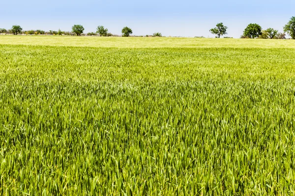 Saftiges Grün — Stockfoto