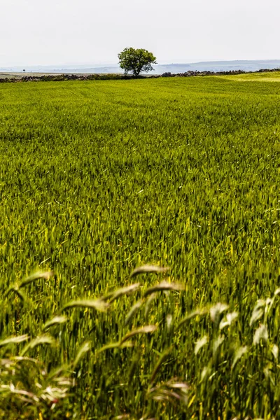 Hermoso campo —  Fotos de Stock