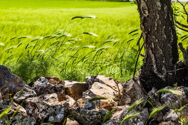 Country idyll — Stock Photo, Image