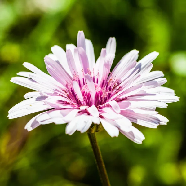 Barba-de-falcão rosa — Fotografia de Stock