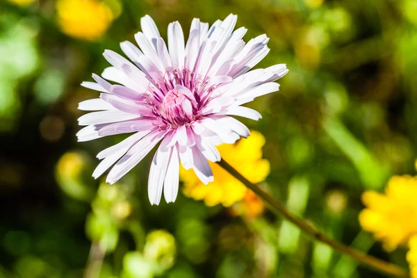 Flor — Fotografia de Stock