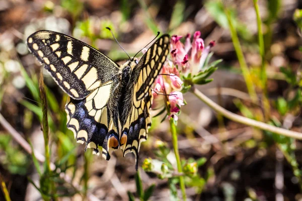 Papilio Machaon — Stok fotoğraf