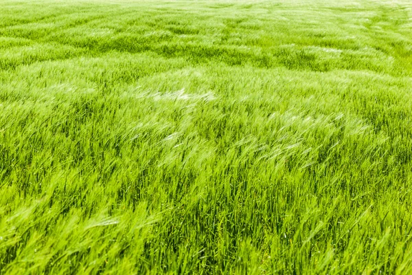 Champ de céréales — Photo