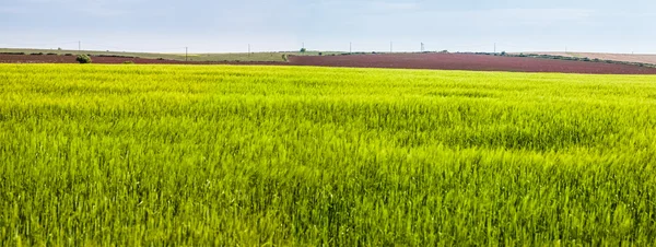 Grünes Panorama — Stockfoto