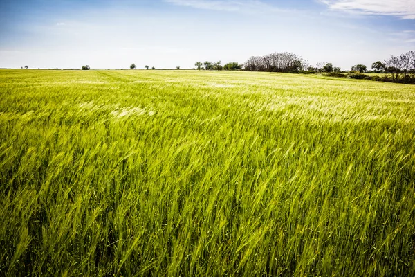 Verde — Foto Stock