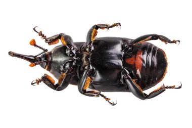 Kırmızı weevil'ın göbek