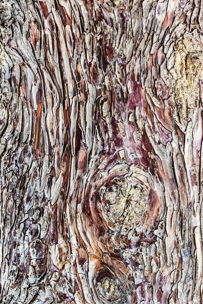Кора соснового дерева — стоковое фото