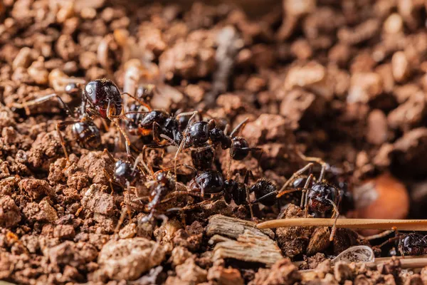 Working ants — Stock Photo, Image