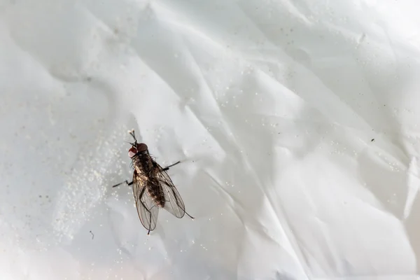 Fly on plastic — Stock Photo, Image