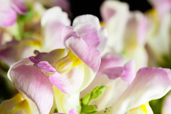 Aslanağzı çiçekler — Stok fotoğraf