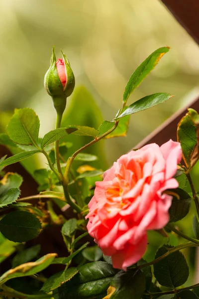 Big pink rose — Stock Photo, Image