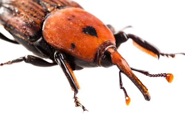 Weevil mouth — Stock Photo, Image