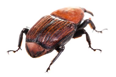 derrière un charançon rouge