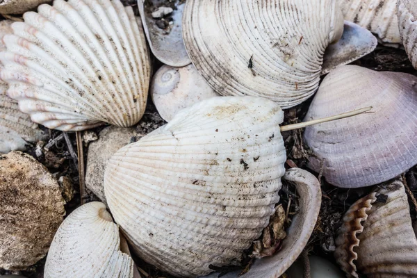 Conchas marinas — Foto de Stock