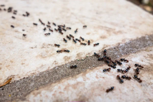 Línea de la hormiga — Foto de Stock