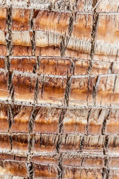 Palm bark — Stock Photo, Image