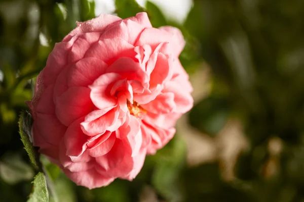 Beautiful rose — Stock Photo, Image