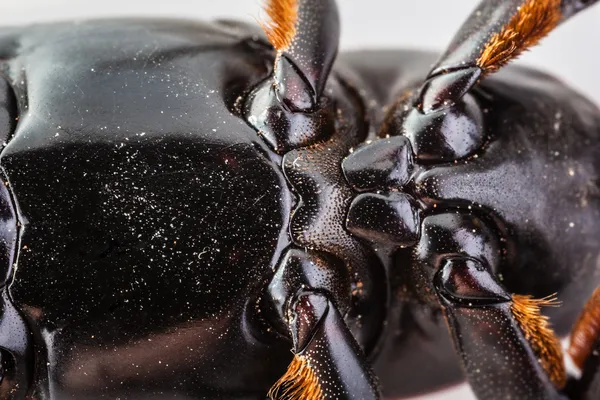 Barriga de insecto — Fotografia de Stock