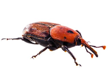 Kırmızı weevil